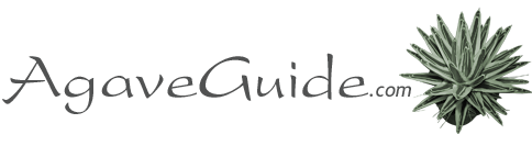 identification of agave species agave guide